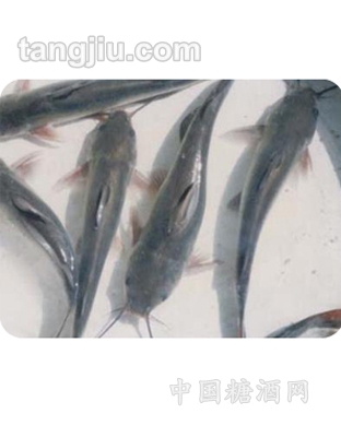 鮰魚