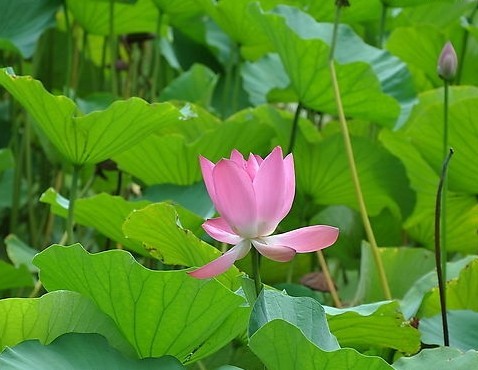 供應(yīng)荷葉茶代用茶代加工