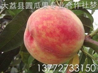 沙紅桃#圖片大全沙紅桃價格